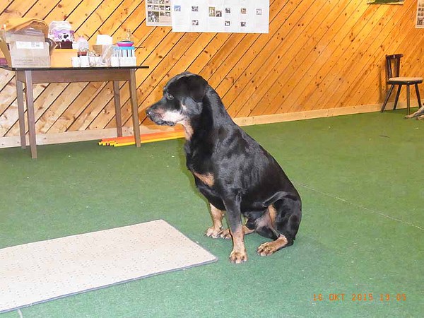 med_Azat -  was wird das jetzt wieder.jpg (600 x 450)